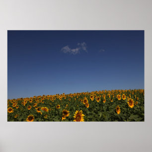 Póster Flores rodando