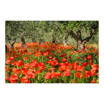 Flores rojas de amapola bajo viejos olivos