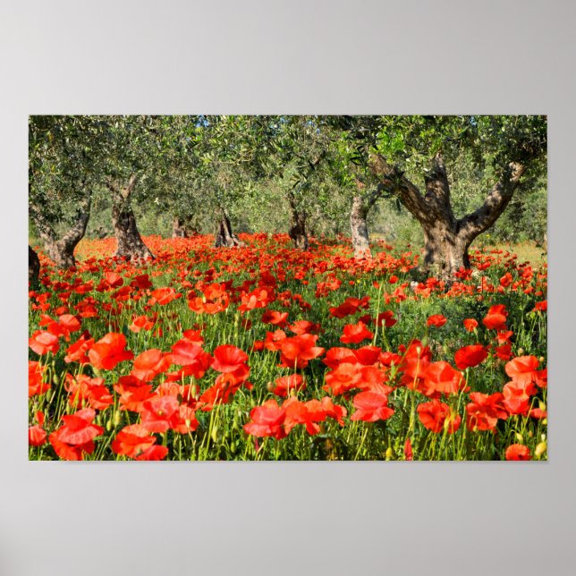 Póster Flores rojas de amapola bajo viejos olivos (Frente)
