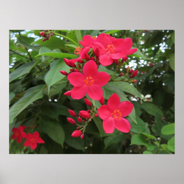 Póster Flores rojas de Jatropha (Frente)