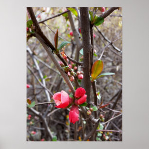 Póster flores rojas pequeñas