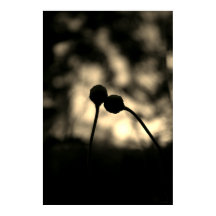 Flores románticas y melancólicas – Fantasía botáni