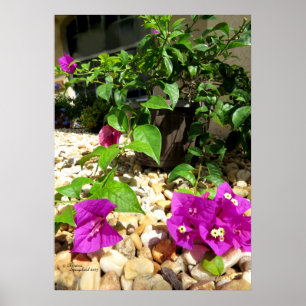 Póster Flores rosa de Bougainvillea guijarros Poster