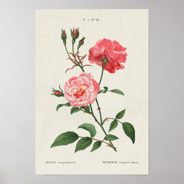 Póster Flores Rosa de época (Frente)