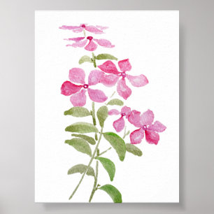 Póster flores rosa de guijarro perenne pintura acuarela
