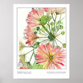 Póster Flores rosa de la planta de Mimosa Hierba medicina
