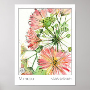 Póster Flores rosa de la planta de Mimosa Hierba medicina
