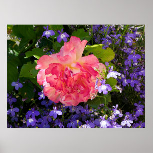 Póster Flores rosa rosadas entre las flores azules de lob