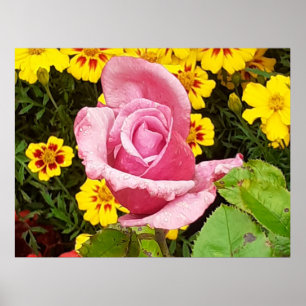 Póster Flores rosa y amarilla