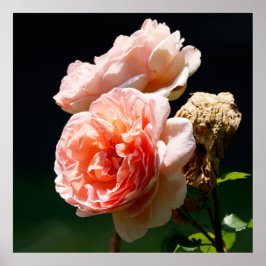 Póster Flores rosadas