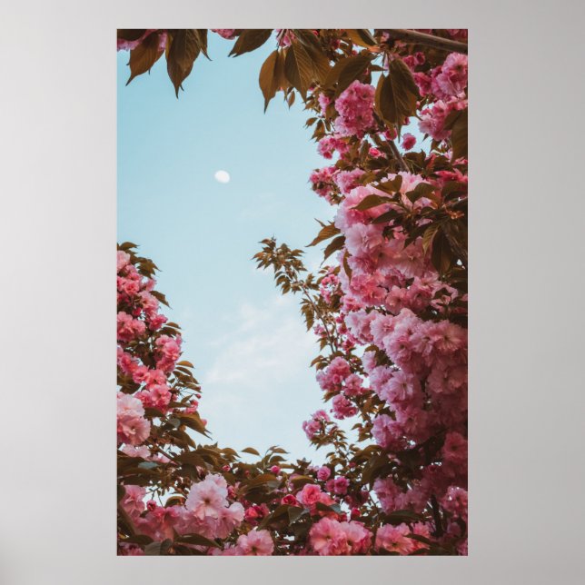 Póster Flores rosadas con cáscara (Frente)