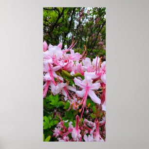 Póster Flores rosadas de Azalea