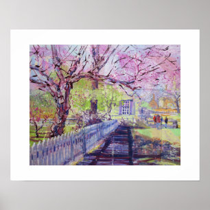 Póster Flores rosadas de Cercis en Williamsburg Virginia