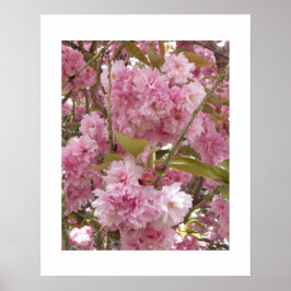 Póster Flores rosadas de cerezo