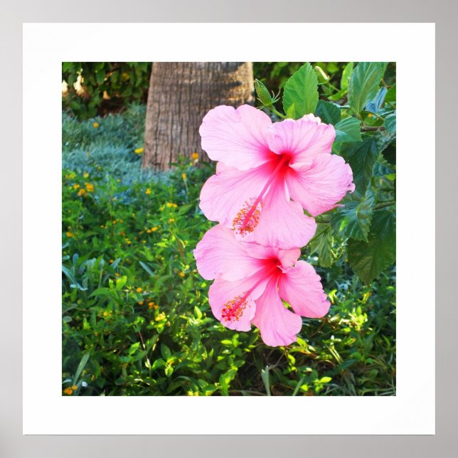 Póster Flores rosadas de Hibiscus (Frente)
