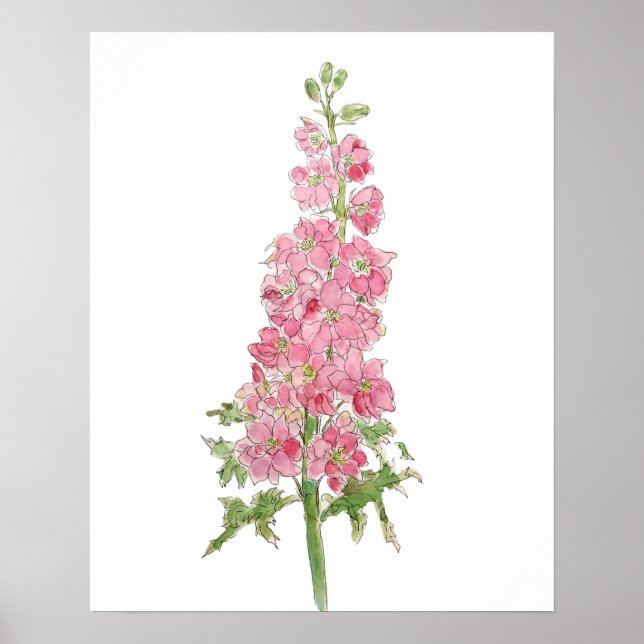 Póster flores rosadas de larkspur acuarela y tinta (Frente)