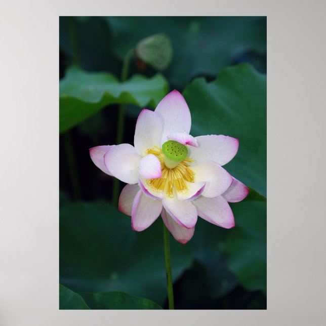 Póster Flores rosadas de loto sacadas del parque (Frente)