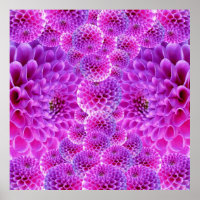 Flores rosadas de PomPom Dahlia