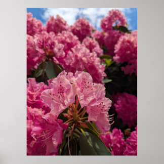 Póster Flores rosadas de Rhododendron en sol primaveral