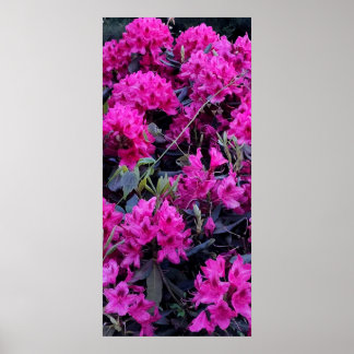 Póster Flores rosadas de rododendros
