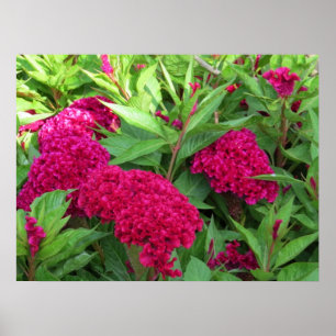 Póster Flores rosadas del Celosia de Cockscomb