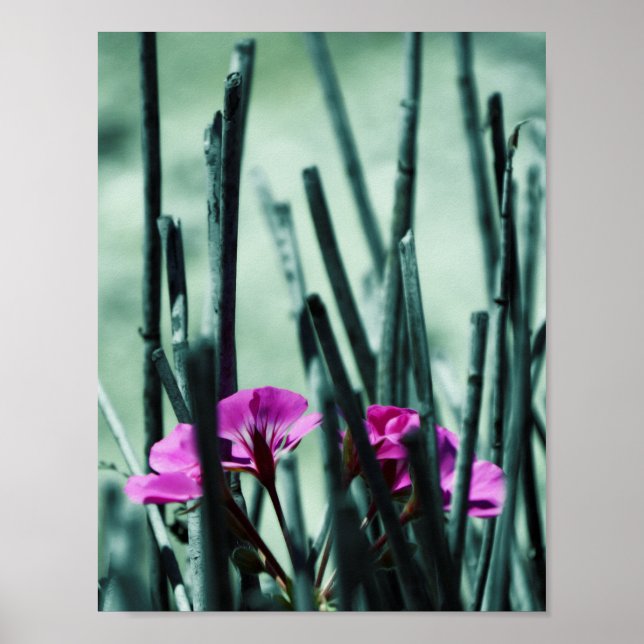 Póster Flores rosas (Frente)
