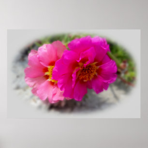 Póster Flores rosas al sol