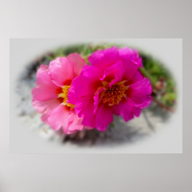 Póster Flores rosas al sol (Frente)