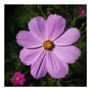 Póster flores rosas brillantes
