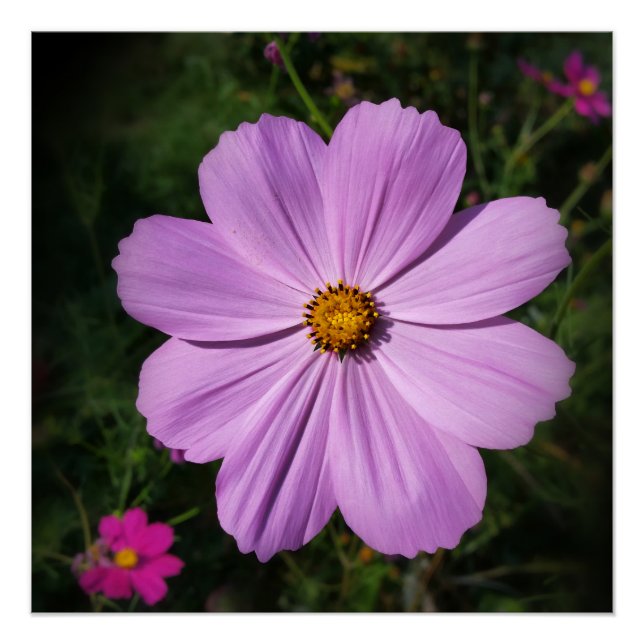 Póster flores rosas brillantes (Anverso)