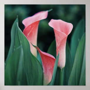 Póster Flores rosas Calla Lilies