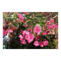 Flores rosas en el árbol