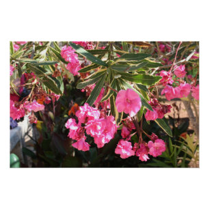 Póster Flores rosas en el árbol