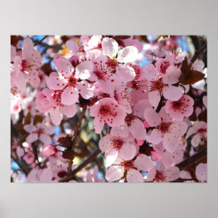 Póster Flores rosas en el árbol floreciente ornamental