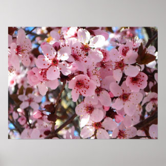 Póster Flores rosas en el árbol floreciente ornamental