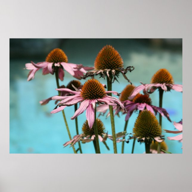 Póster Flores rosas junto al agua (Frente)