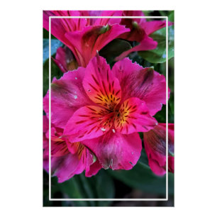 Póster Flores rosas lirio-79498