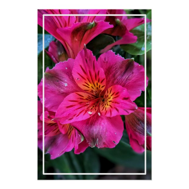 Póster Flores rosas lirio-79498 (Anverso)