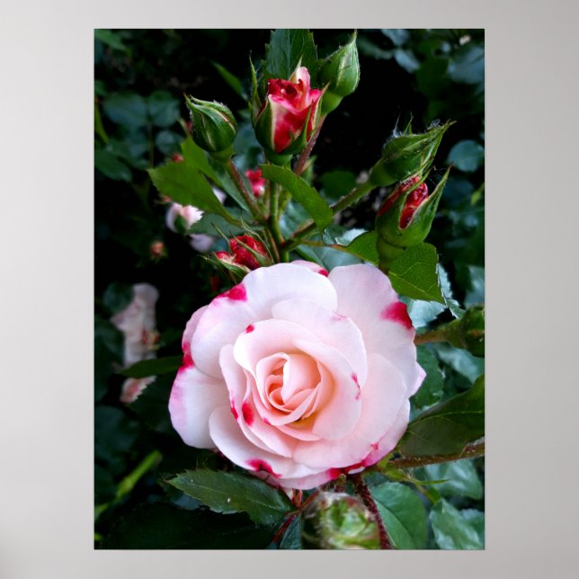 Póster Flores rosas, rosas rojas blancas rosadas (Frente)