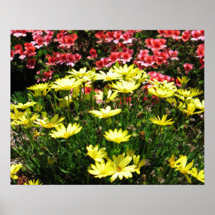 Póster Flores rosas y amarillas