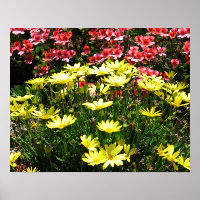 Póster Flores rosas y amarillas (Frente)