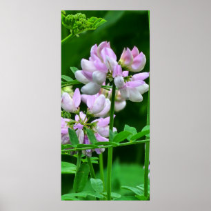 Póster Flores rosas y blancas
