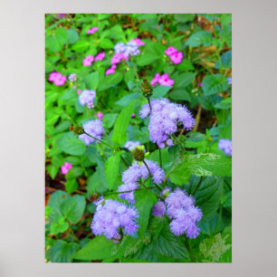 Póster Flores salvajes de Hawái
