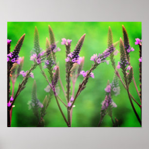 Póster Flores salvajes de vervano multiplicadas