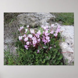 Póster Flores silvestres