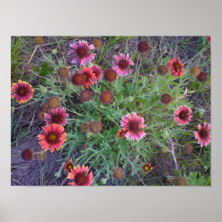 Póster Flores silvestres
