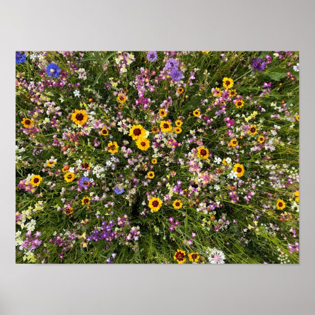 Póster Flores silvestres (Frente)