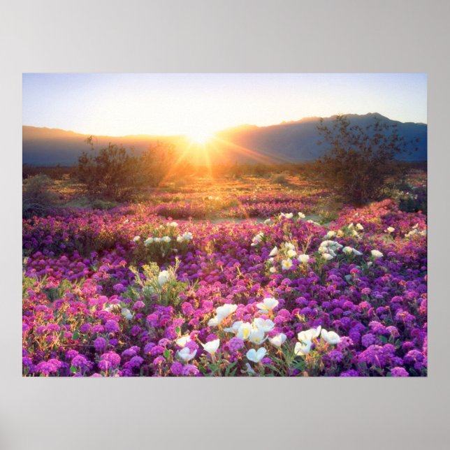 Póster Flores silvestres al atardecer | Desierto de Anza- (Frente)