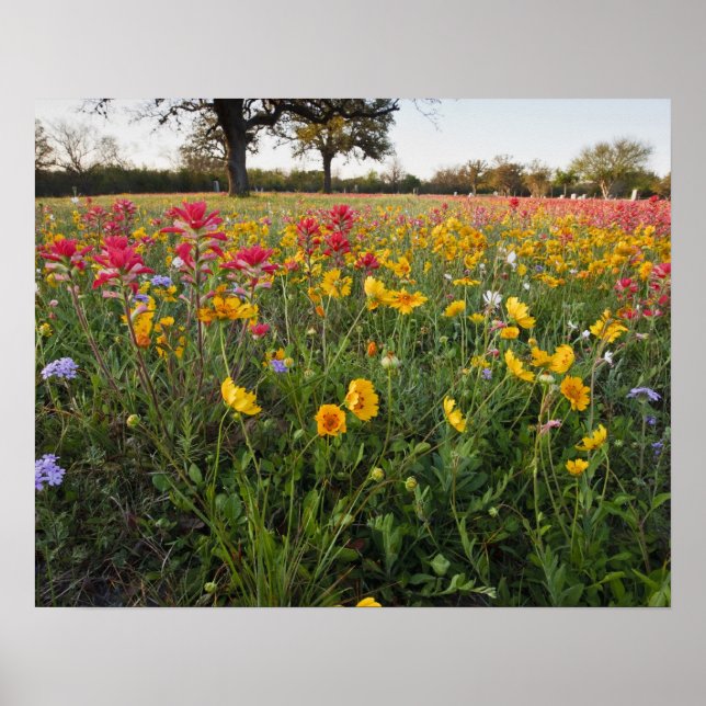Póster Flores silvestres al borde de la carretera en Texa (Frente)