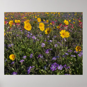 Póster Flores silvestres al borde de la carretera en Texa